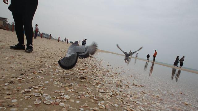חוף הים ראשון לציון (צילום: אבי מועלם)