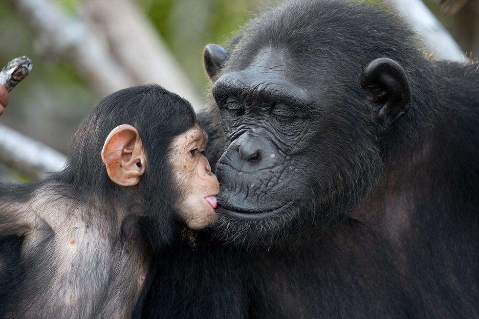 שימפנזה וגור (צילום: shutterstock)
