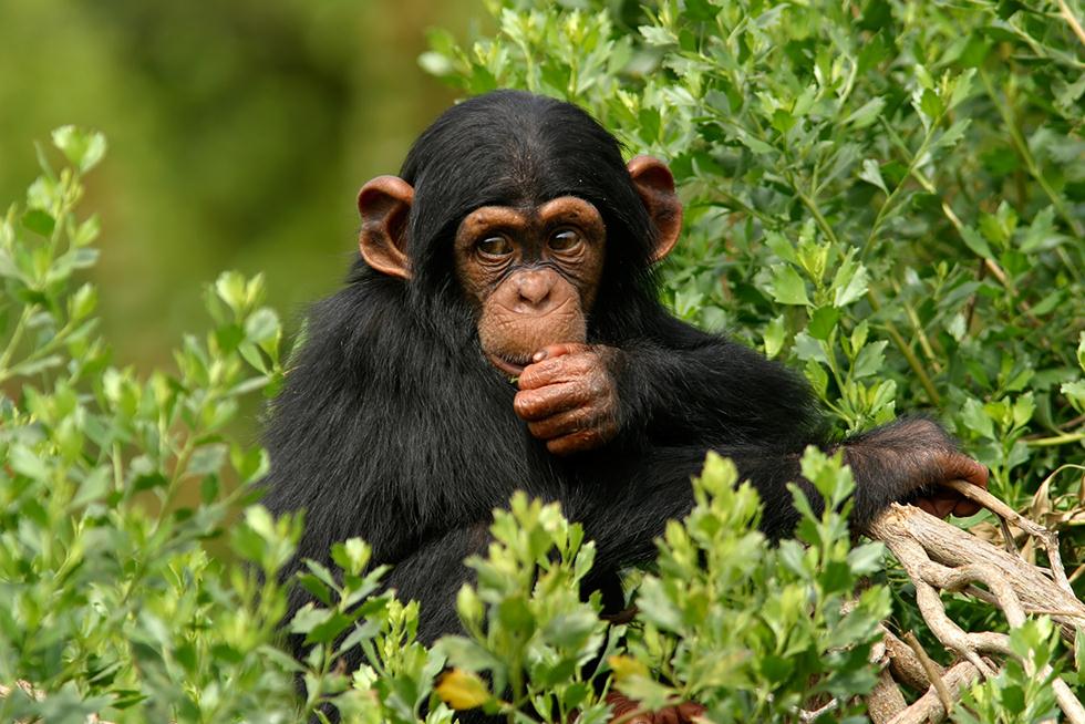 שימפנזה (צילום: shutterstock)