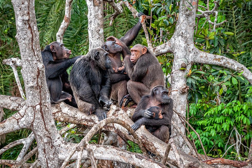 משפחת שימפנזים (צילום: shutterstock)