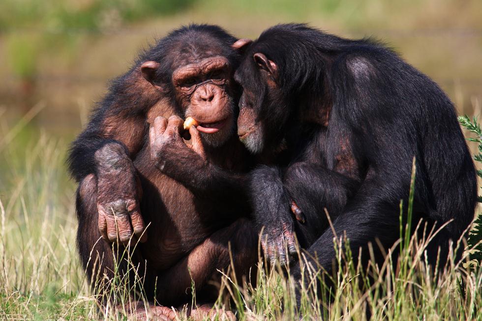 צמד שימפנזים (צילום: shutterstock)