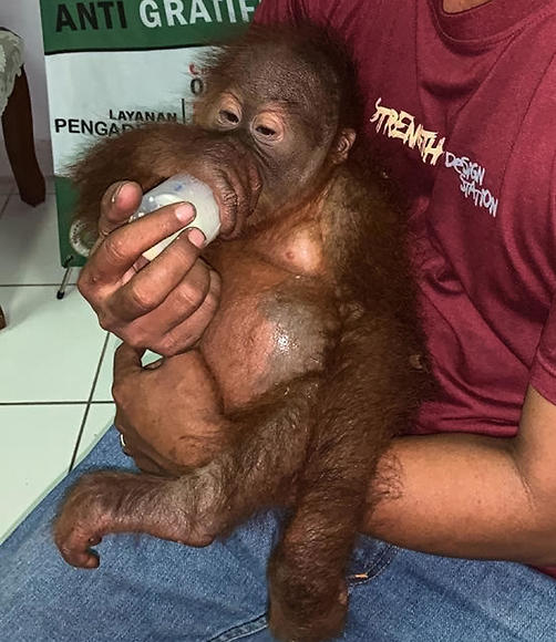 A caregiver bottle-feeds a rescued 2-year-old orangutan after a smuggling attempt at Bali international airport