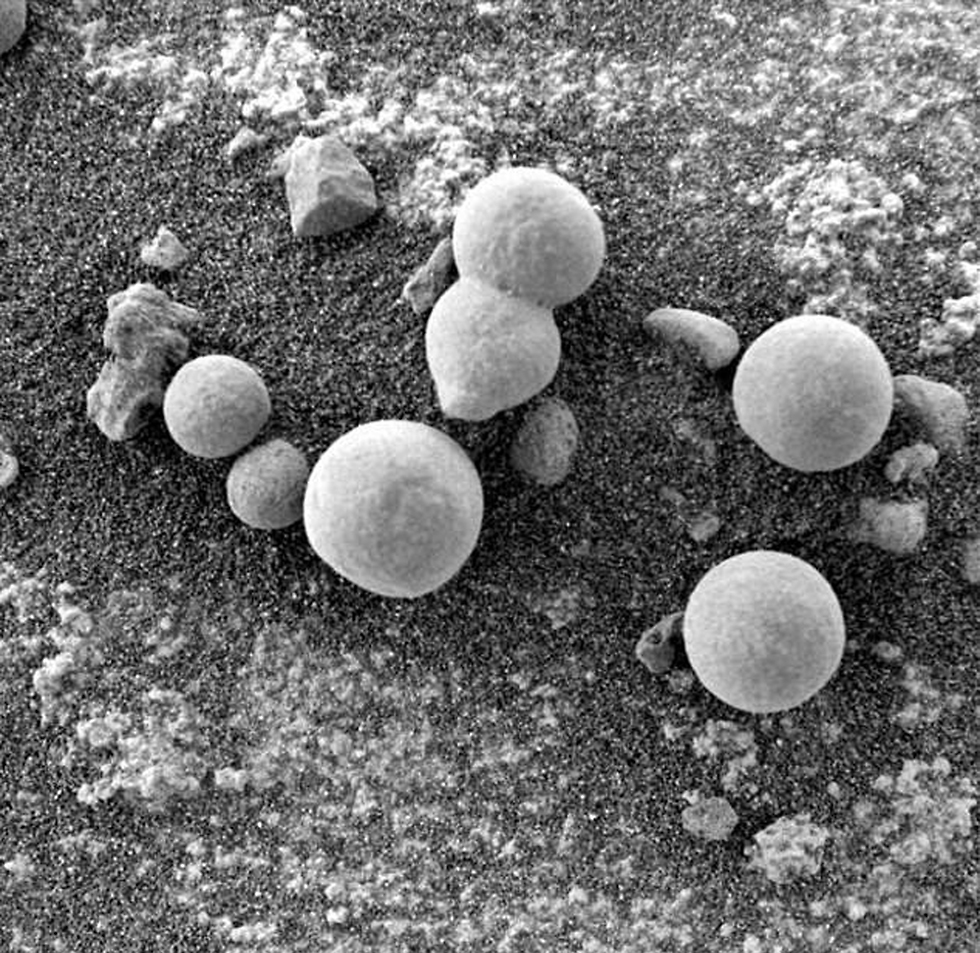 הוכחה לכאורה לפטריות על מאדים פטריות (צילום: NASA)