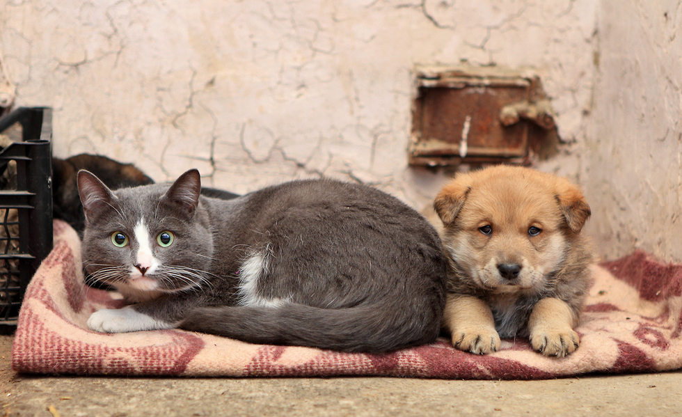 כלב וחתול (צילום: shutterstock)