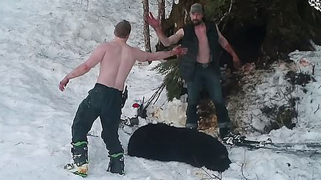 ציידים באלסקה ירו והרגו דובה וגוריה אלסקה  (צילום: US Humane Society)