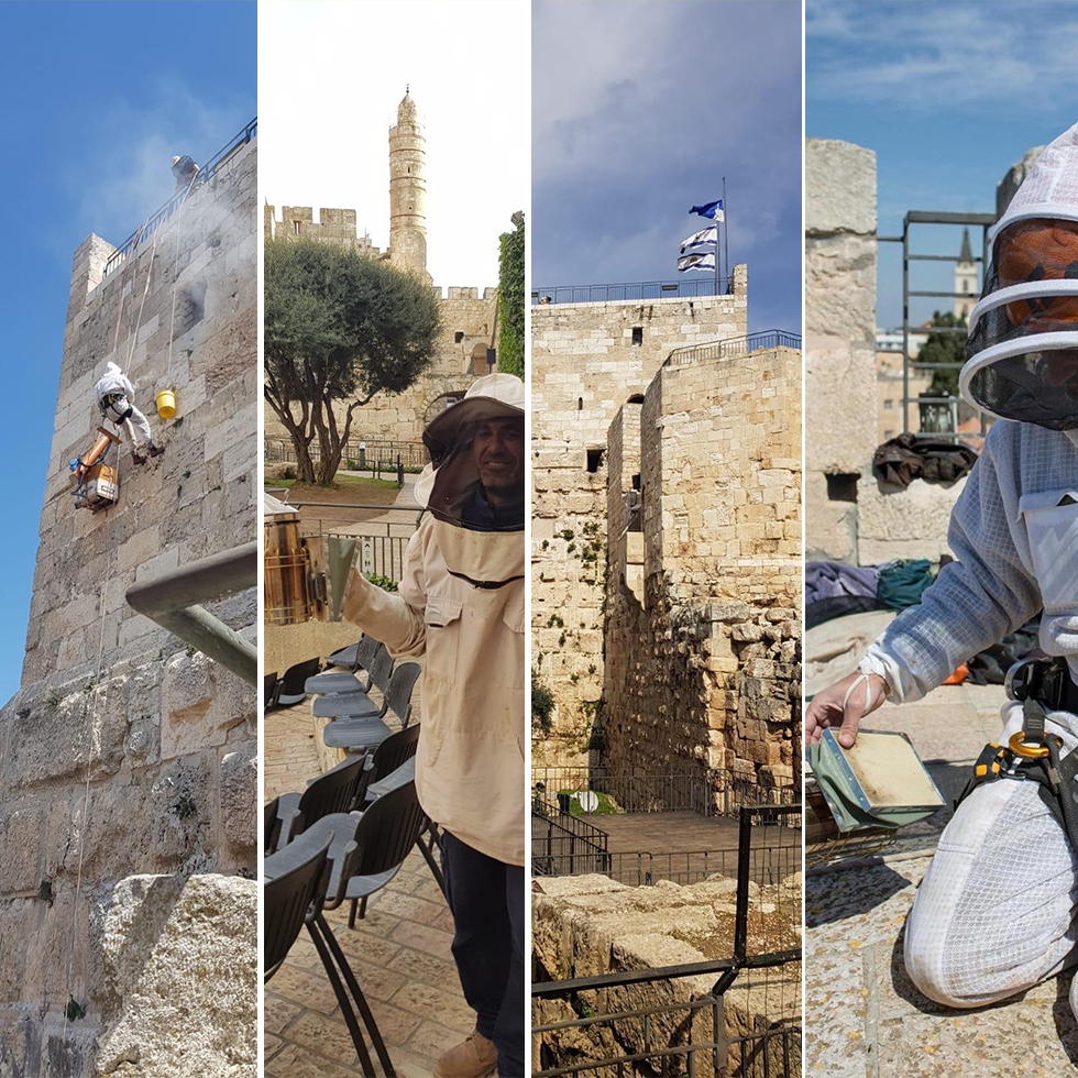פינוי הדבורים ממגדל דוד (צילום: יהודה וקנין, מוזיאון מגדל דוד | יוסי עוזיאל, גל פדידה, מגן דבורים אדום)