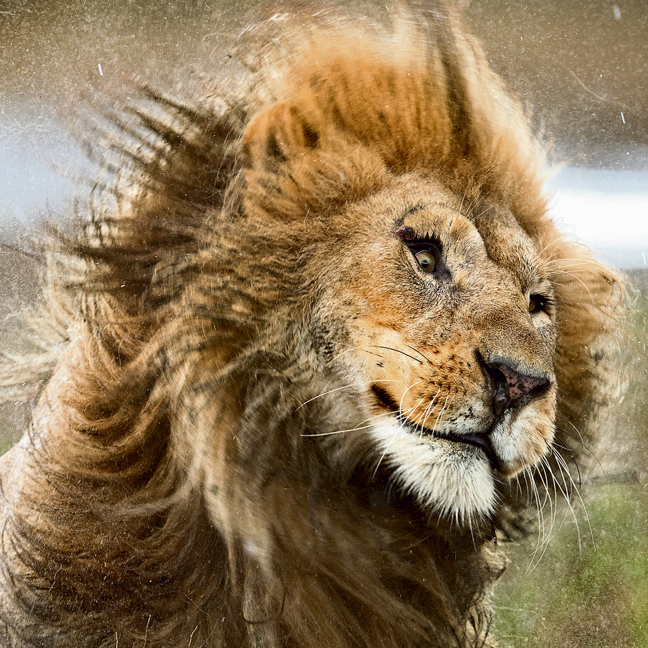 ייבוש מהיר הגשם הכבד תפס את להקת האריות ללא מחסה בסוואנה. כשהמים נספגים בפרווה וברעמה העבה המשקל מתחיל להיות רציני, כך שחייבים לנער אותו