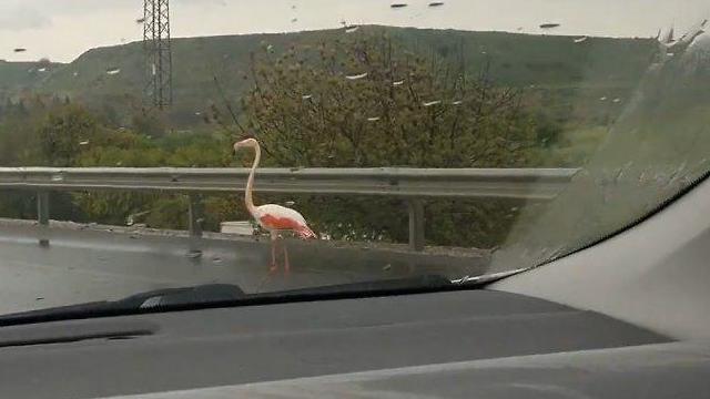 Flamingo on Route 4 (Photo: Ronnie Ziser)