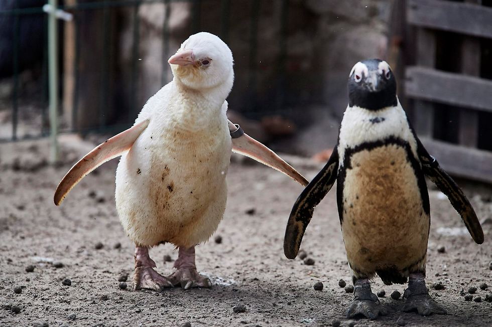 פינגווין אלבינו (צילום: EPA/ADAM WARZAWA POLAND OUT)