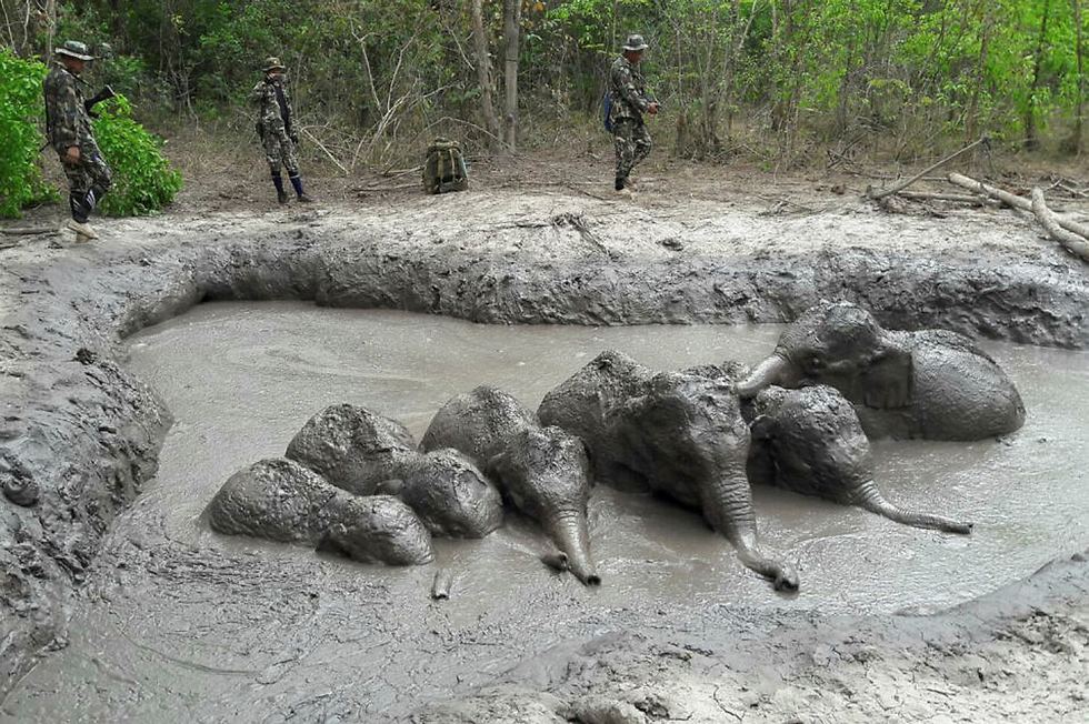 פילים בבוץ בתאילנד (צילום: REUTERS)