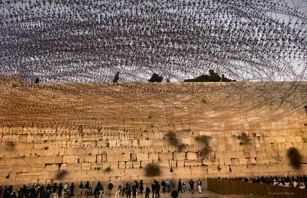 סיסים בכותל המערבי בירושלים (צילום: Lothar Schiffler)