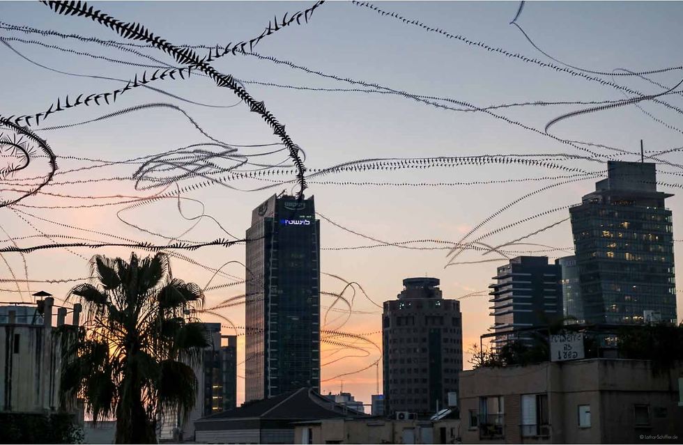 סיסים בתל אביב (צילום: Lothar Schiffler)