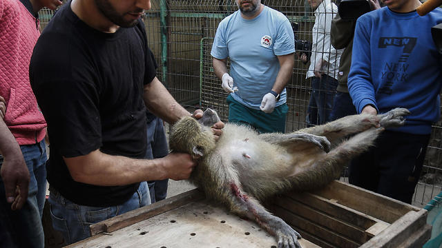Members of the international animal welfare charity "Four Paws" carry a sedated monkey at a zoo in Rafah in the southern Gaza Strip, during the evacuation