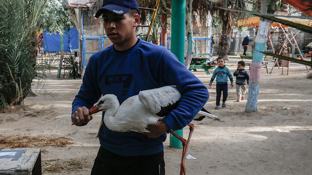 A Palestinian worker carries a Heron (Egretta Intermedia) at a zoo in Rafah in the southern Gaza Strip, during the evacuation
