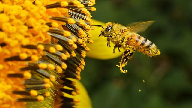 Honey bee (Photo: Shutterstock)