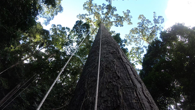 העץ הגבוה בעולם מנארה מלזיה בורנאו ()