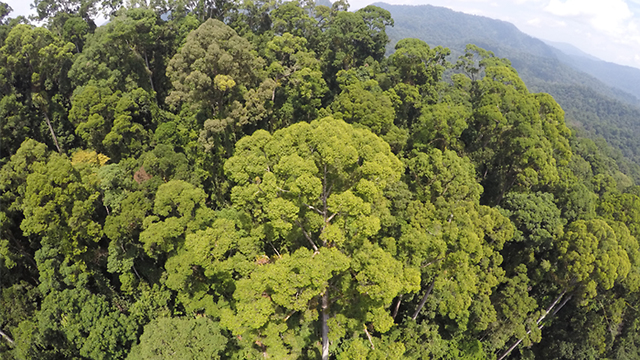 העץ הגבוה בעולם מנארה מלזיה בורנאו ()
