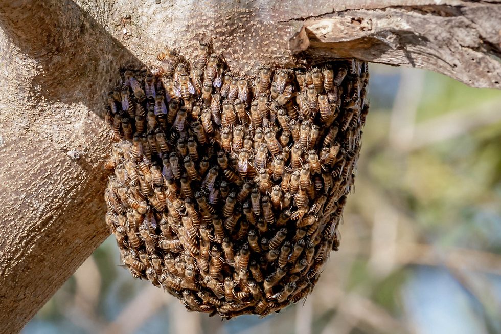 דבורים (צילום: shutterstock)