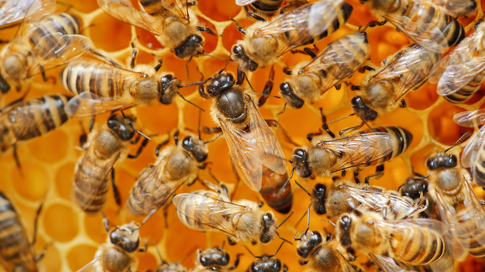 דבורים (צילום: shutterstock)