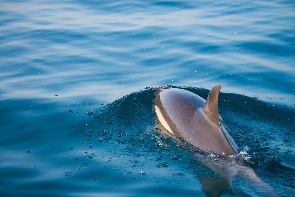 Охота дельфинов. Фото: Гай Лоян, Управление заповедников