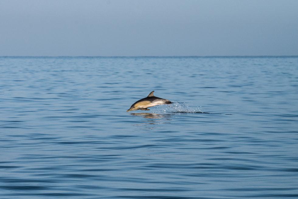 דולפינים מצויים (צילום: גיא לויאן, רשות הטבע והגנים)