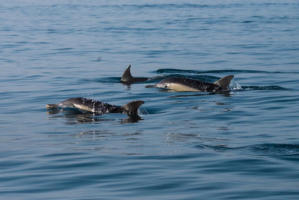 דולפינים מצויים (צילום: גיא לויאן, רשות הטבע והגנים)