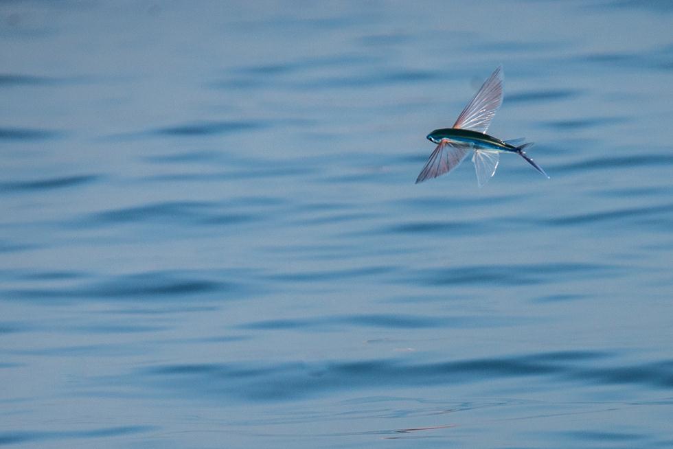 Летучие рыбы. Фото: Гай Лоян, Управление заповедников