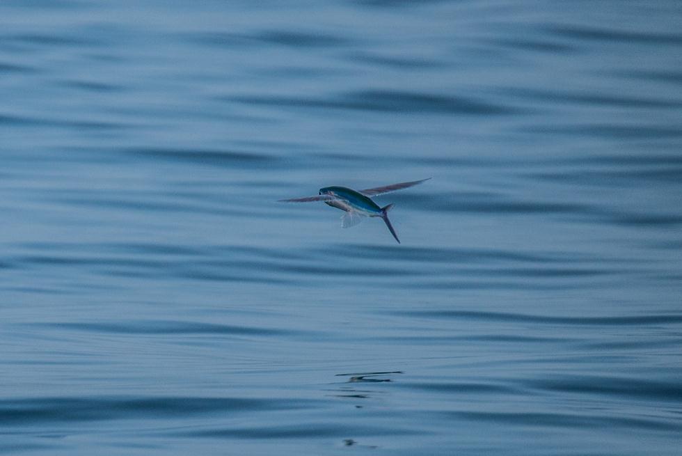 Летучие рыбы. Фото: Гай Лоян, Управление заповедников