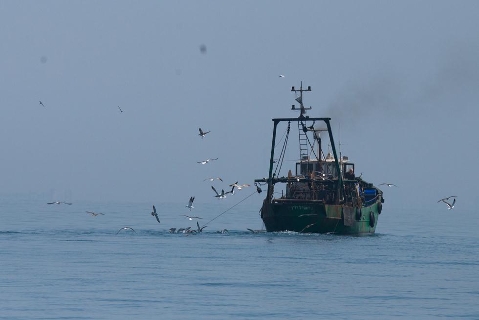 עופות מים מנסים לצוד שלל בסמוך לספינת מכמורתן (צילום: גיא לויאן, רשות הטבע והגנים)