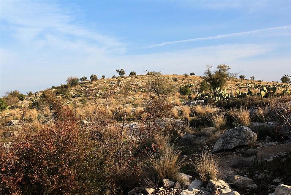 גבעת הספלולים ביער שוהם (צילום: יעקב שקולניק, ארכיון הצילומים של קק