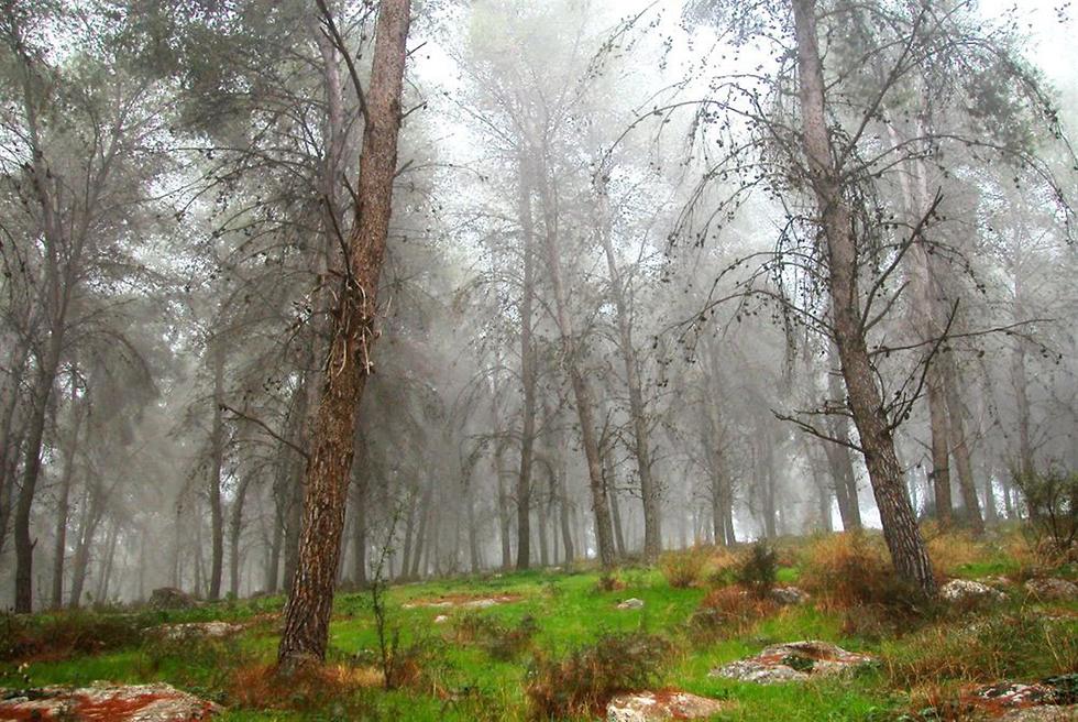 יער המלאכים בערפל (צילום: יעקב שקולניק, ארכיון הצילומים של קק