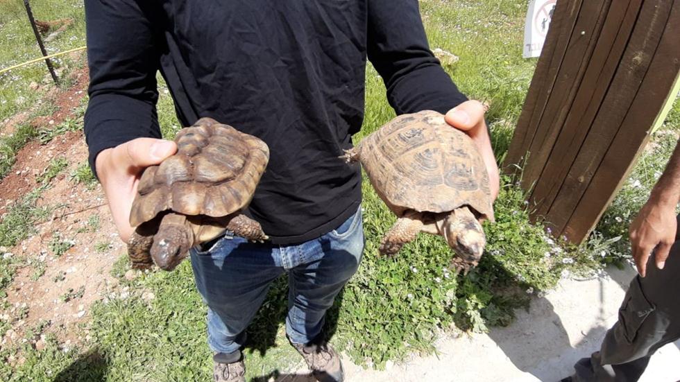 שני צבים ראשונים שהובאו למתחם (צילום: דב גרינבלט, החברה להגנת הטבע)
