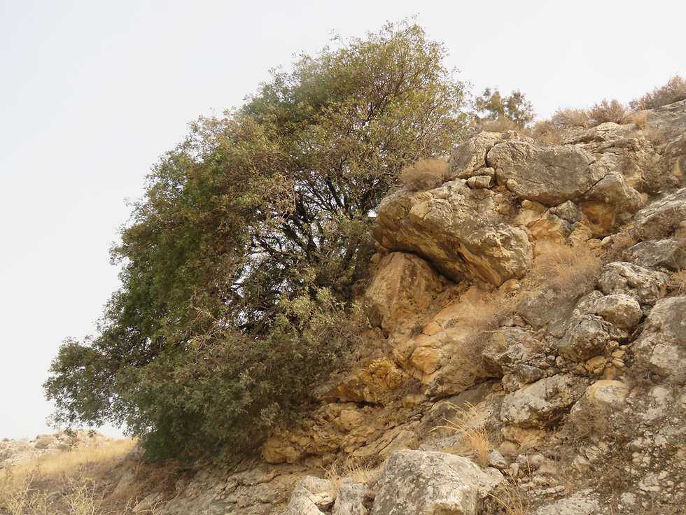 עץ אלה מהנמוכים בארץ בתל רקת (צילום: יחידת סקרי טבע עירוניים, החברה להגנת הטבע)
