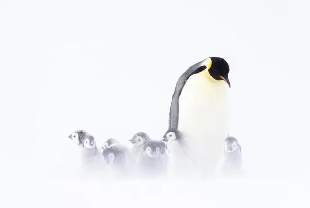 פינגווינים בסופה (צילום: Photograph copyright Stefan Christmann)