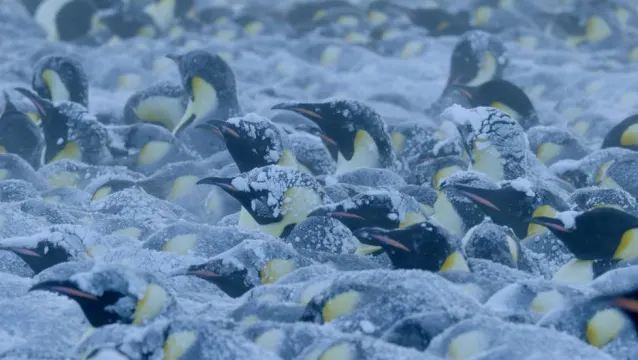 פינגווינים בסופה (צילום: Copyright BBC NHU)