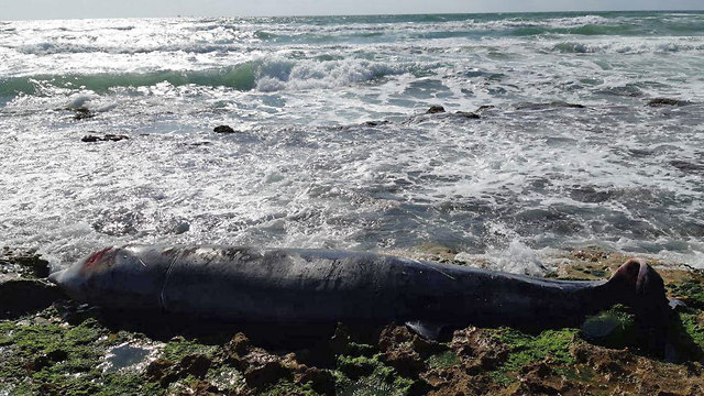 לוויתן מת נפלט לחוף דור (צילום: ברק ברכיאל, רשות הטבע והגנים)