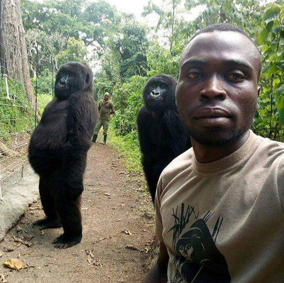 Селфи с гориллами