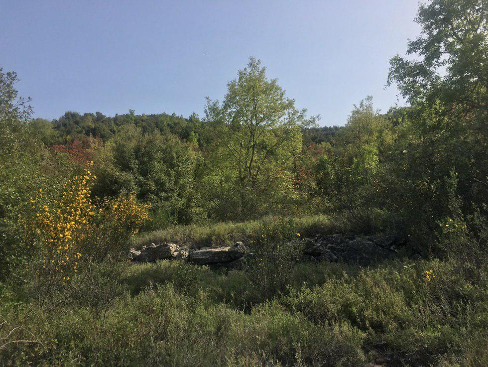 פריחה עונתית בהר הלל (צילום: גלעד כרמלי)