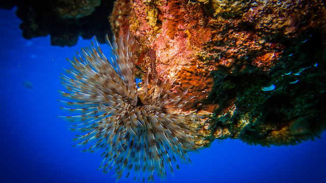 שמורת האלמוגים באילת  (צילום: חן טופיקייאן רשות הטבע והגנים)