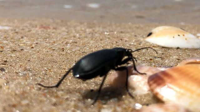 Beetles on the beach in Ashdod