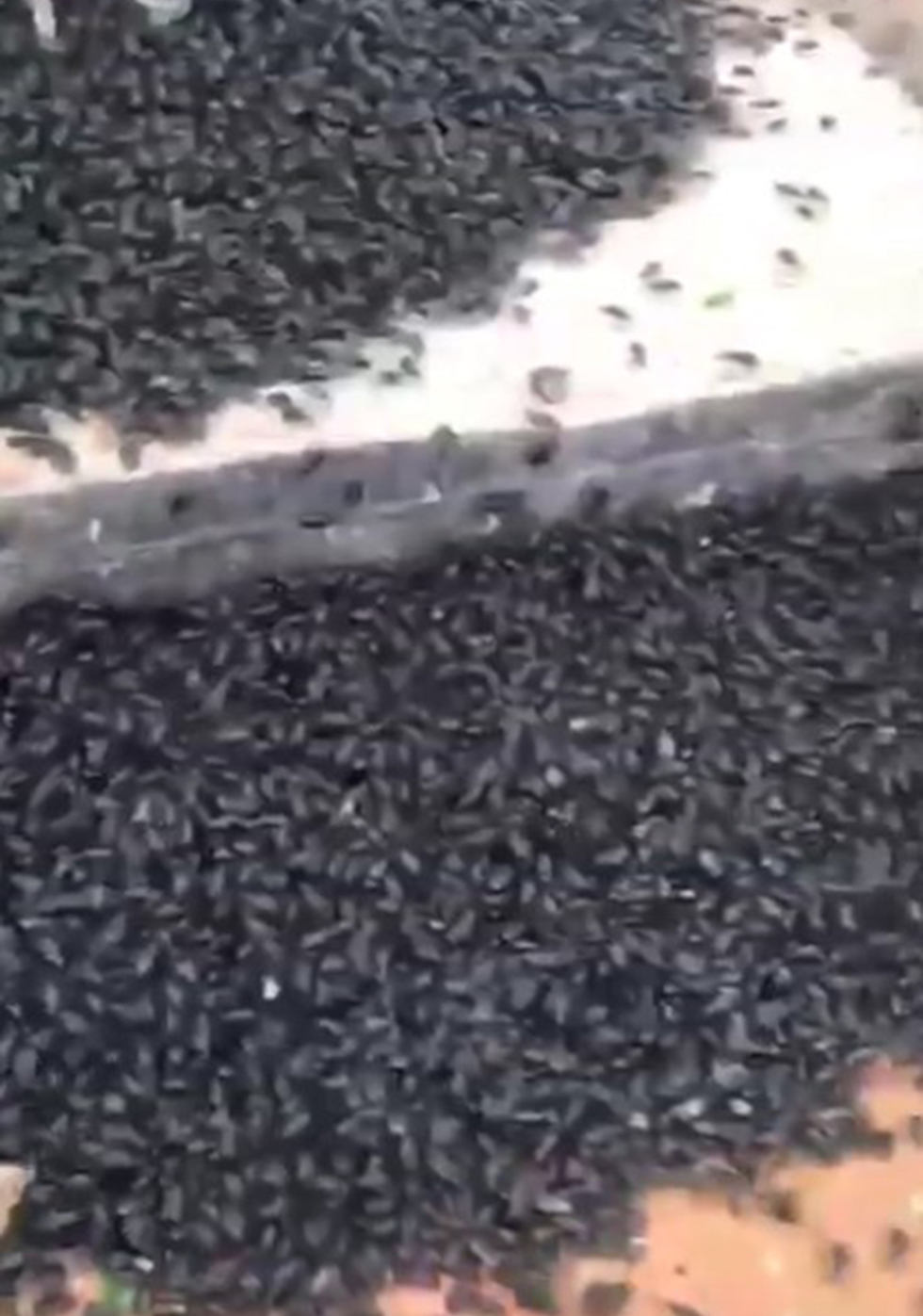 Beetles invade Medina