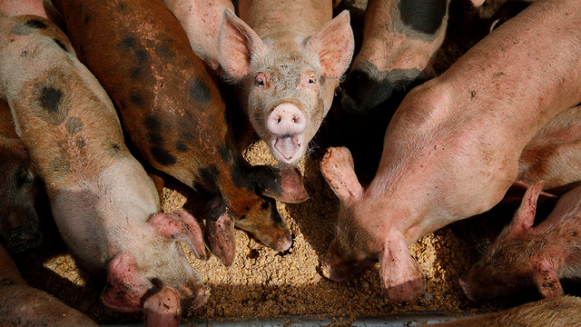 חזיר חזירים (צילום: AP)
