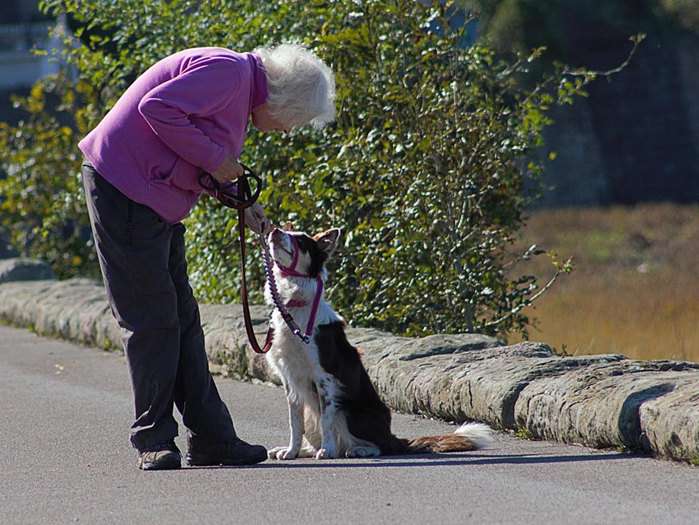קשישה עם כלב (צילום: shutterstock)