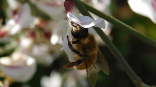 מתאים רק למעופיים מיומנים וכבדים. דבורת הדבש מאביקה פרח של רותם (צילום: איגור ארמיאץ' שטיינפרס )