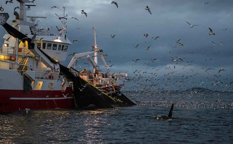 לוויתנים קטלנים ליד ספינת דיג (צילום: shutterstock)