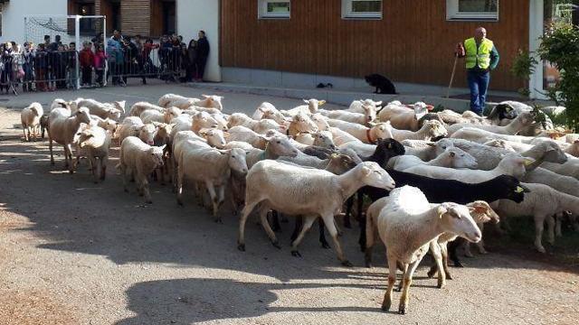 צרפתים רשמו כבשים לבית הספר כדי לא לסגור כיתת לימוד ()