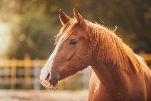 Лошадь. Фото: shutterstock