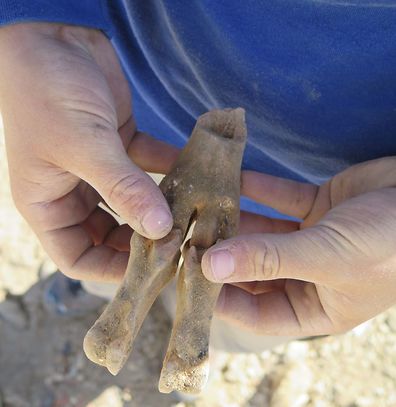 עצמות שהתגלו במקום (צילום: משלחת החפירות ערי הנגב הביזנטיות אוניברסיטת חיפה)