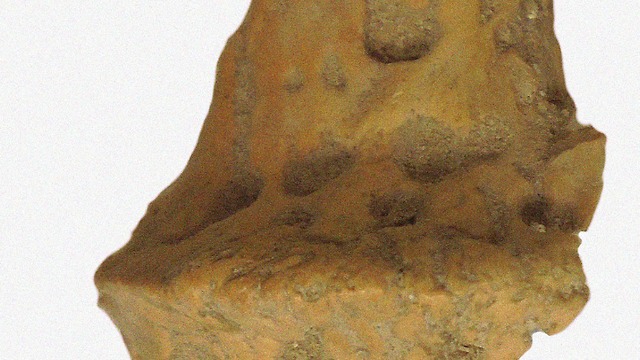עצמות תנין (צילום: משלחת החפירות ערי הנגב הביזנטיות אוניברסיטת חיפה)