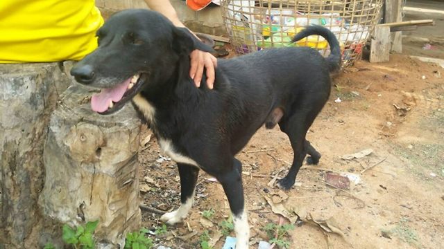 ה כלב פינג פונג הציל תינוק שנקבר בחיים תאילנד  ()
